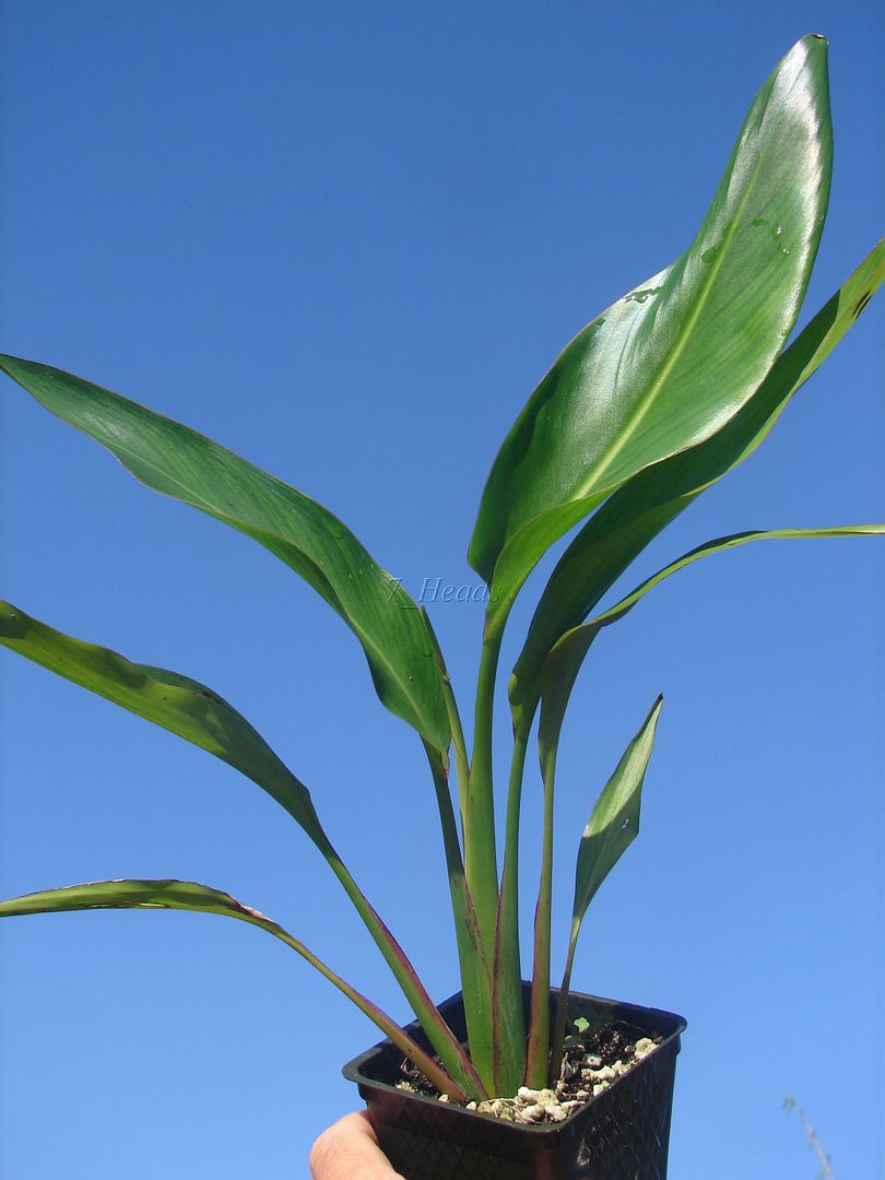 Travelers Palm Seedling similar offered for sale