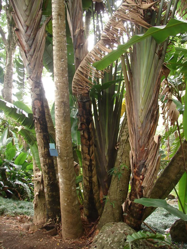 Ravenala madagascariensis Trunk Detail 