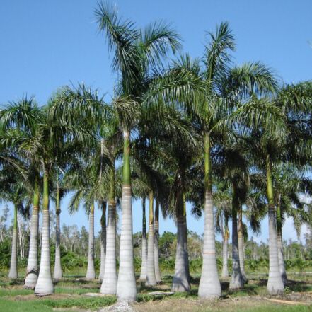 Royal palms are widely planted for decorative purposes.
Roystonea regia