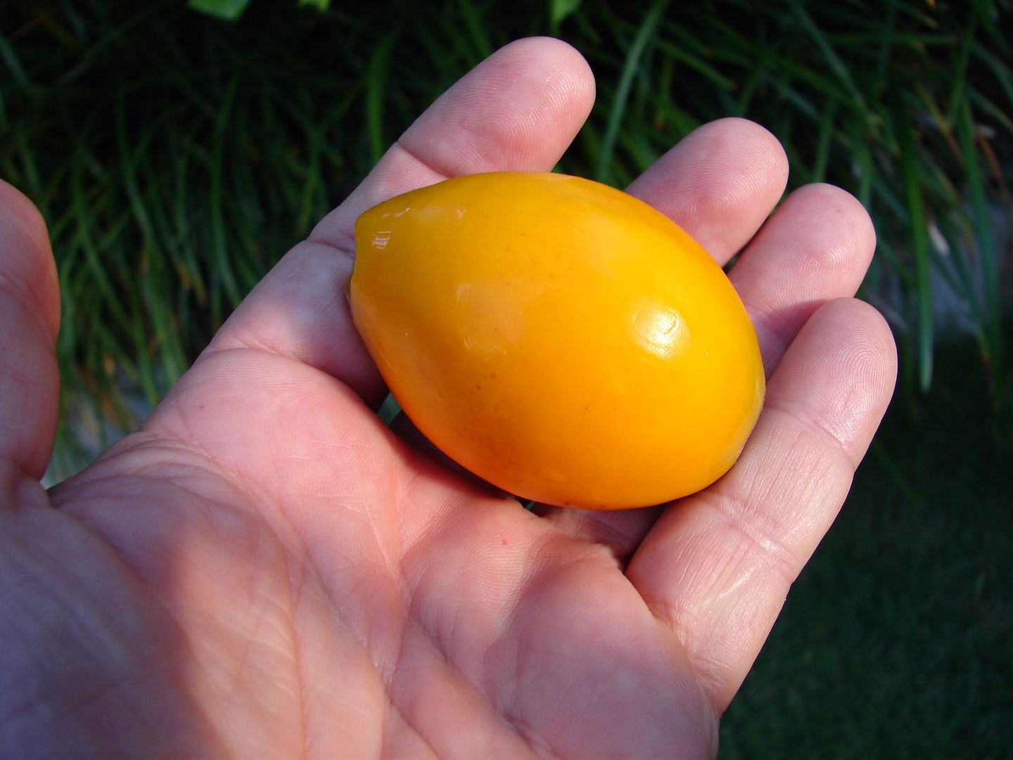 Syagrus pseudococos Fruit