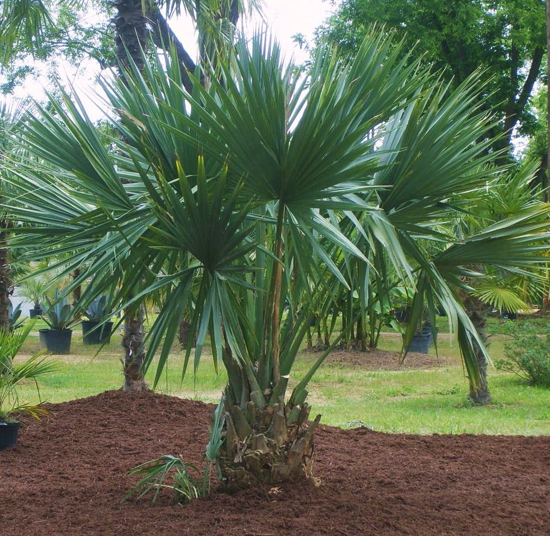 Sabal minor has been a favored palm because very little maintenance is required.