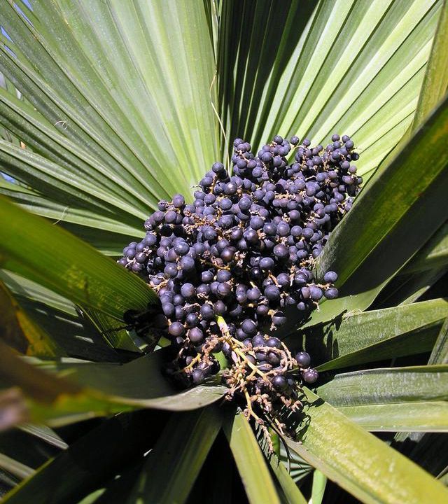 The Blue Stem Palmetto Palm is one of the hardiest palms in the world.