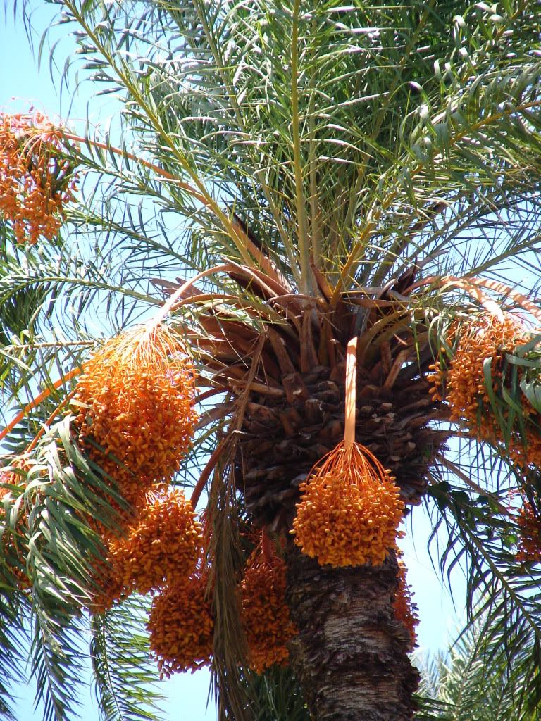 Phoenix sylvestris 
Silver Date Palm prefers full sun, moist, but well drained position.