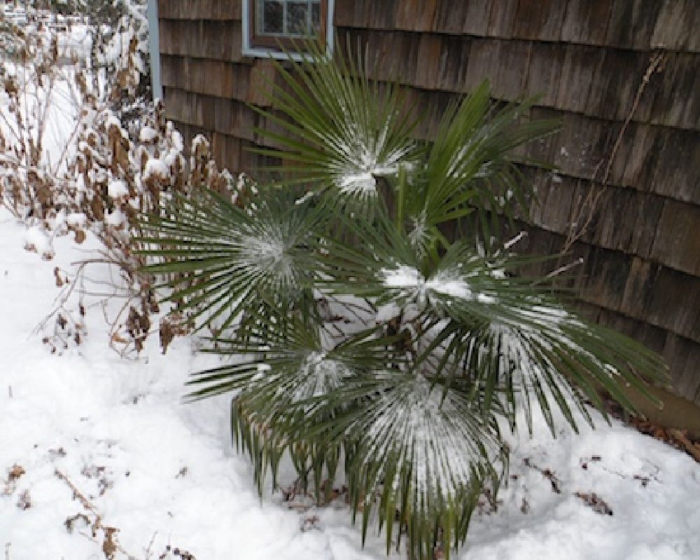 Trachycarpus fortunei (Naini Tal)