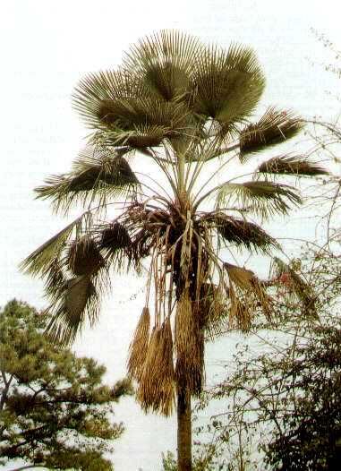 Trachycarpus martianus (Nepal form)