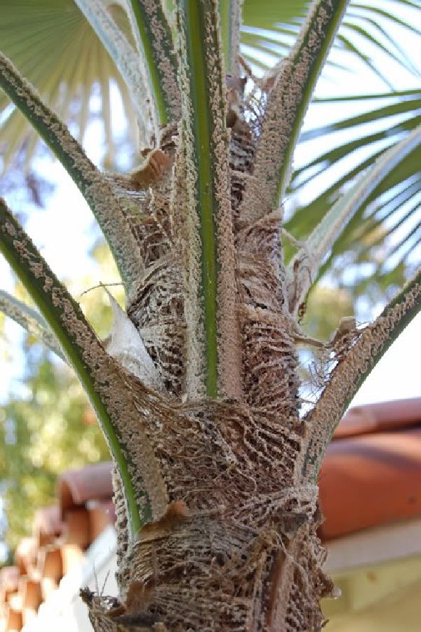 Trachycarpus martianus (Nepal form)