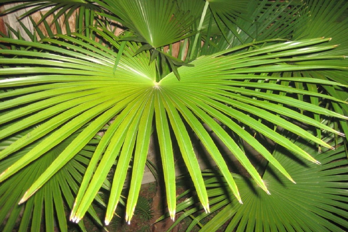 Trachycarpus martianus (Nepal form)