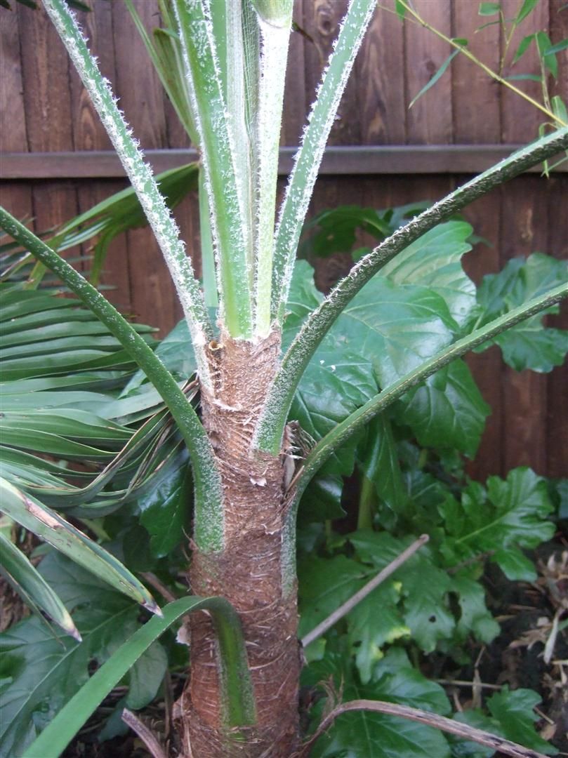 Trachycarpus martianus (Nepal form)