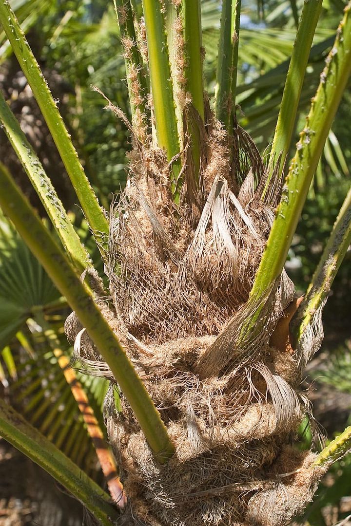 Trachycarpus takil