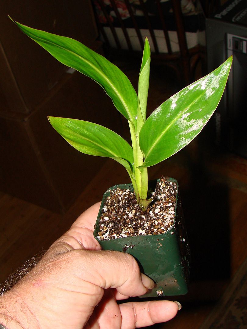 Travelers Palm Seedling similar offered for sale