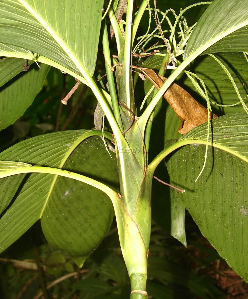 Young Monkey Tail Palm
 Synechanthus fibrosus
 picture by 7_Heads