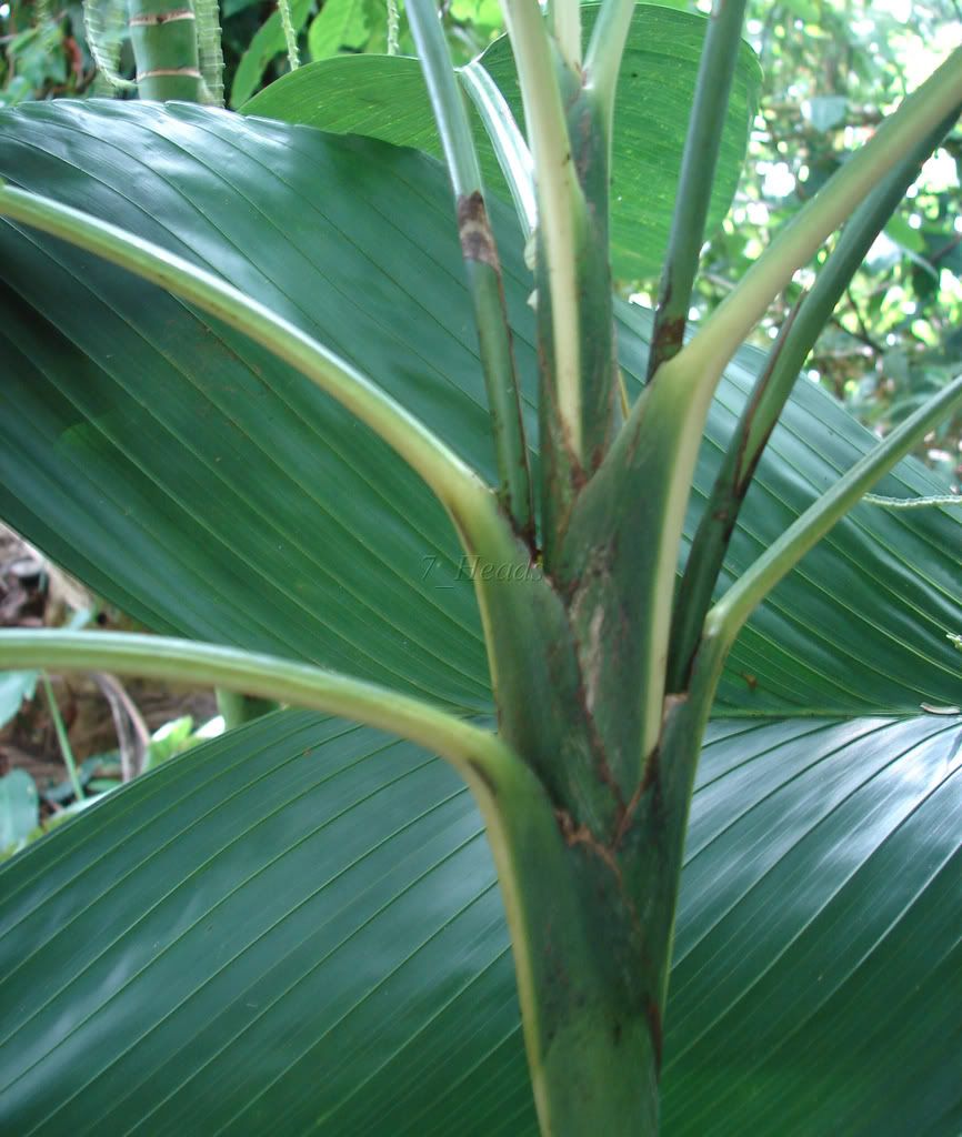 Young Monkey Tail Palm showing young wide leaf detail.