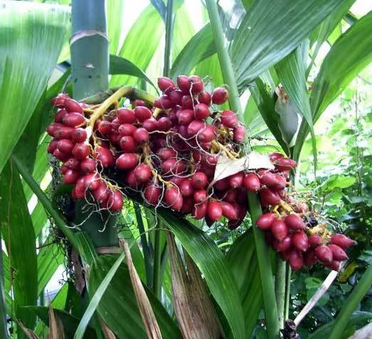Triandra Palm is fast growing, clustering, tropical beauty.