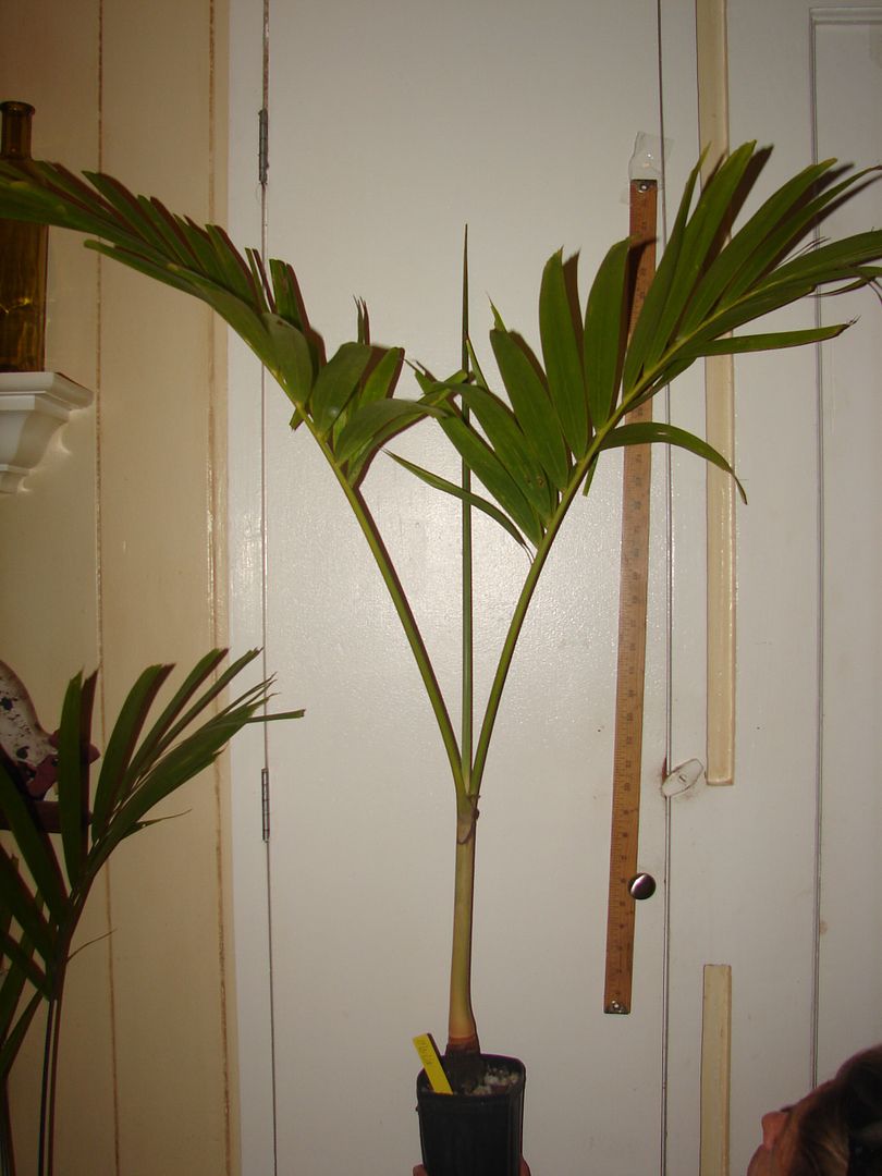 Similar Manila Palm offered for bid