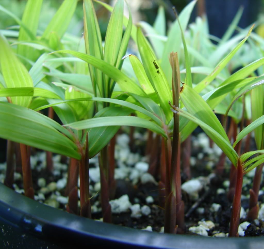 Nephrosperma vanhoutteanum seedling for sale