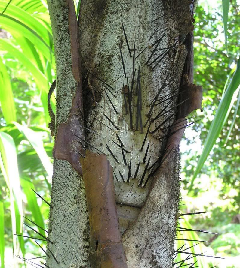 Nephrosperma vanhoutteanum Spines