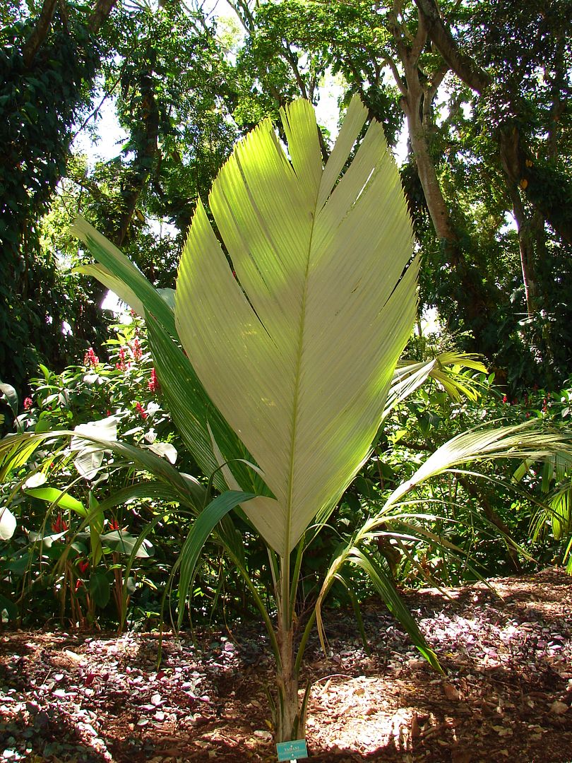 Vahani
    One of the world's rarest palms,
    Pelagodoxa henryana is one of the most sought after palms in the world due to their extreme beauty