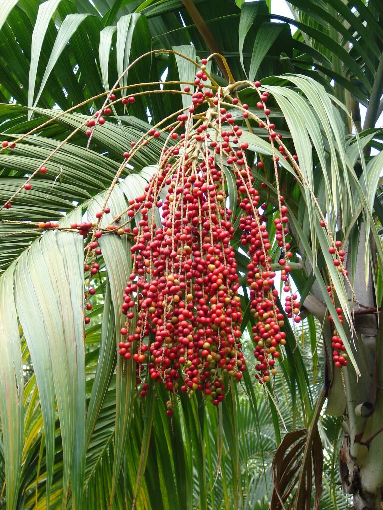 Nephrosperma vanhoutteanum Inflo Van Houtten's Palm picture by 7_Heads