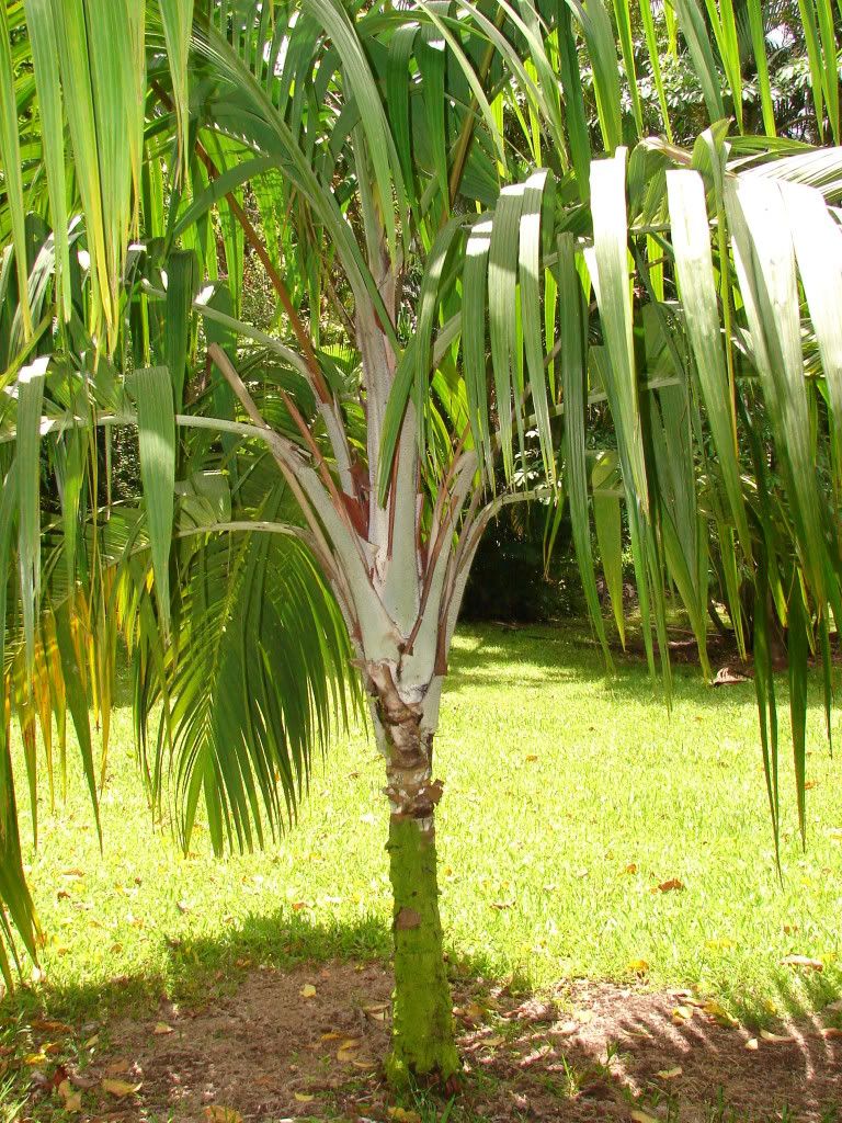 Nephrosperma vanhoutteanum 
Van Houtten's Palm 
picture by 7_Heads