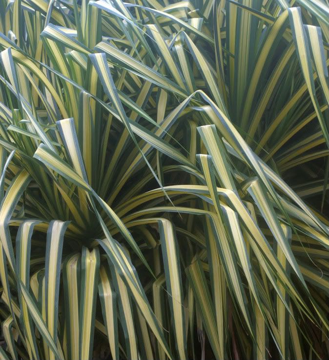 VEITCH'S SCREW PINE Pandanus veitchii Variegated form PU HALA Small
