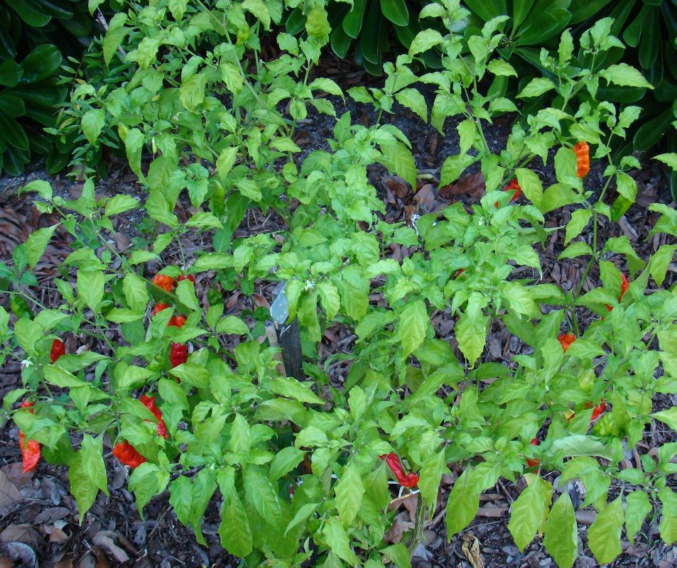 Bhut, Naga Jolokia Ghost Pepper Plants.
