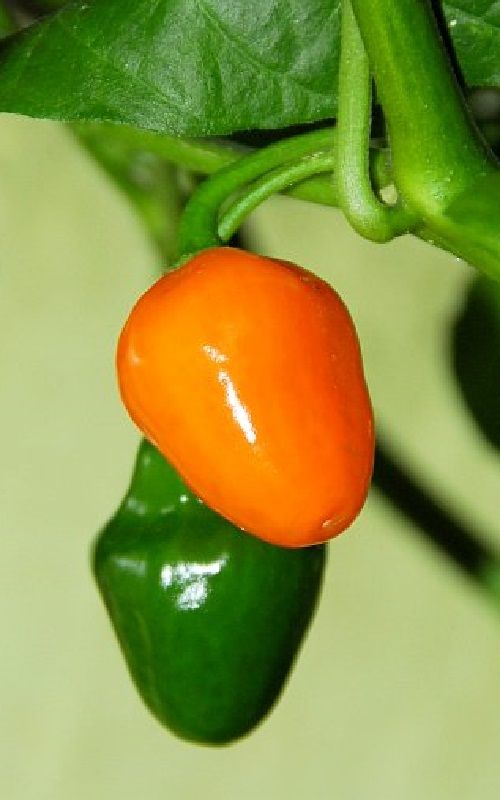 Hot Pepper
    Hawaiian Chili