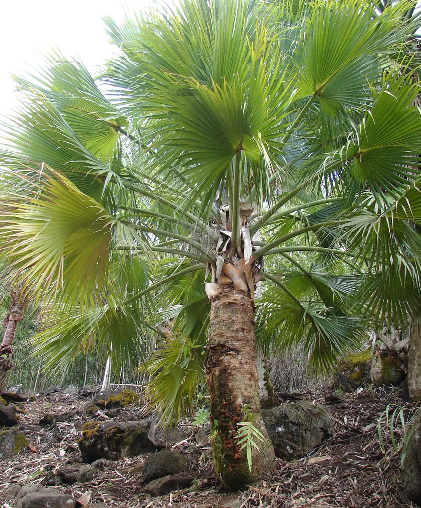 Sabal causiarum is a very cold tolerant tree.