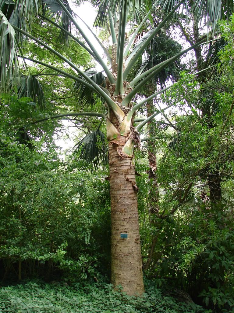 Sabal causiarum
Sabal causiarum has been a favored Sabal because very little maintenance is required with leaves that are self pruning.