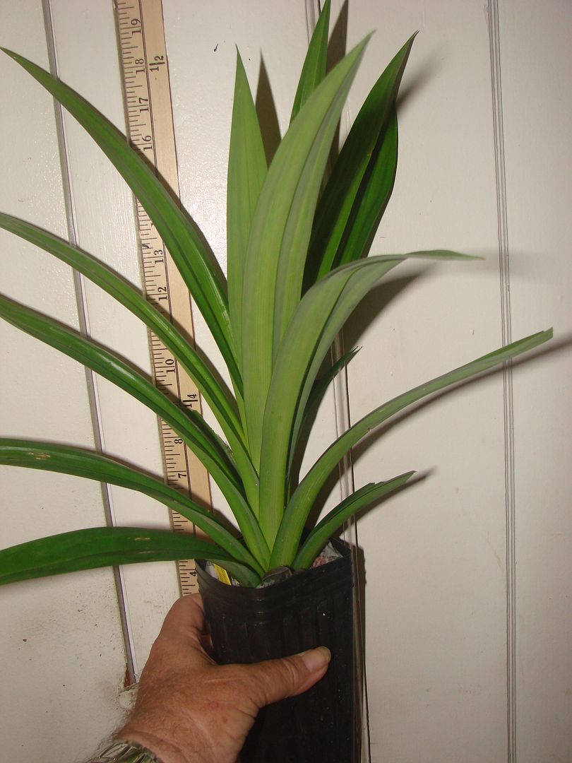 Pandanus Amaryllifolius plant for sale