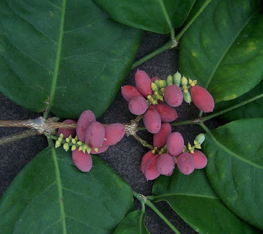 ~BAGO NUT TREE~ Gnetum gnemon MELINGO from BORNEO rare LIVE sml starter