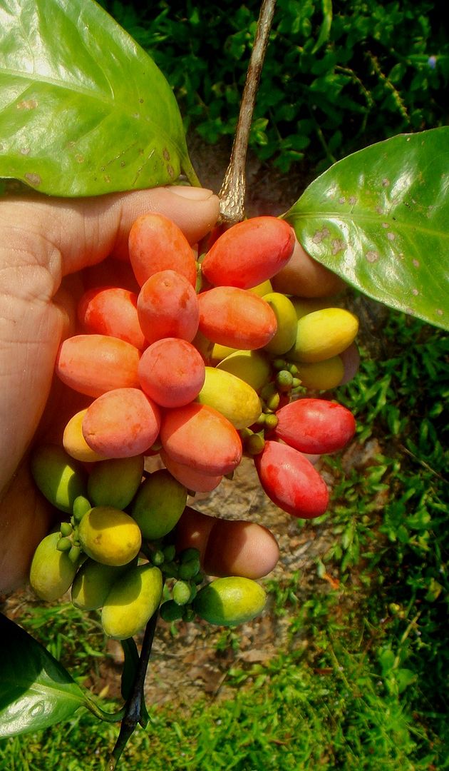 ~BAGO NUT TREE~ Gnetum gnemon MELINGO from BORNEO rare LIVE sml starter