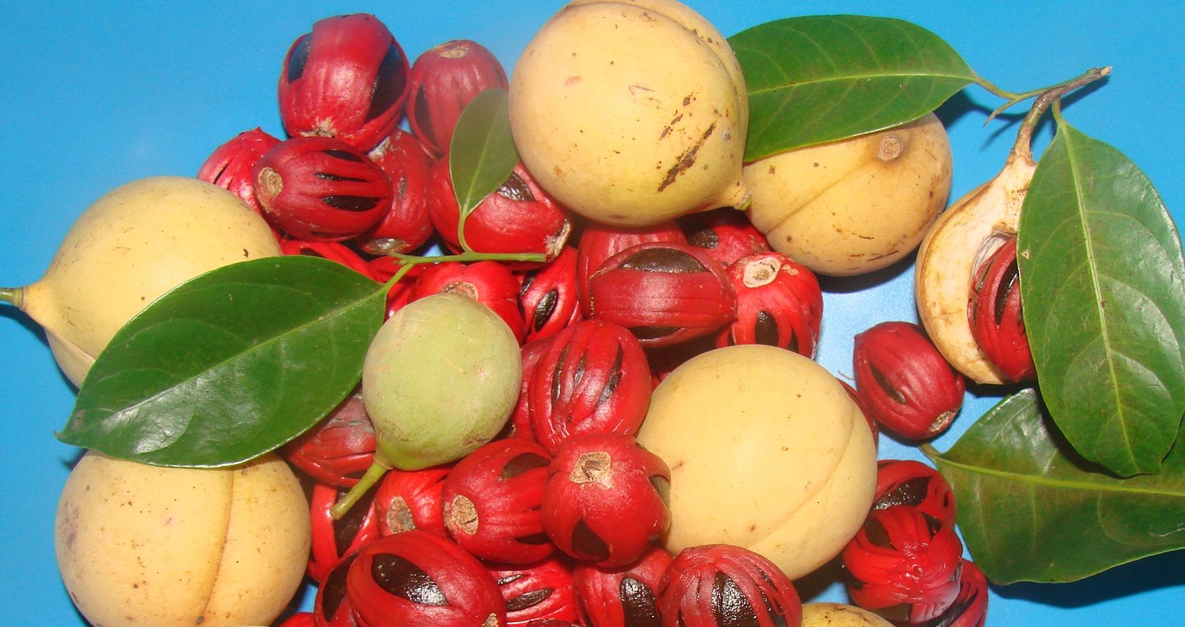 Fragrant NUTMEG RARE SPICE TREE Myristica fragrans Live Plant sm pot