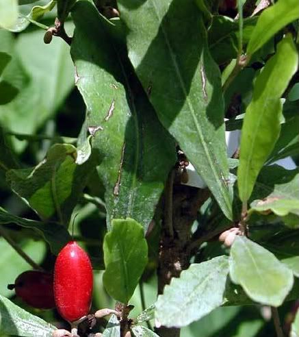 This small, evergreen shrub Synsepalum_dulcificum known as MIRACLE FRUIT.