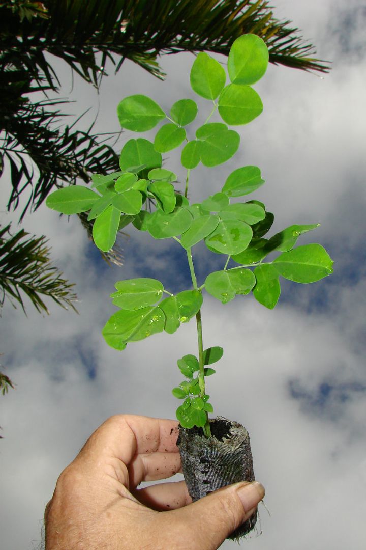 Horseradish Tree
Moringa oleifera