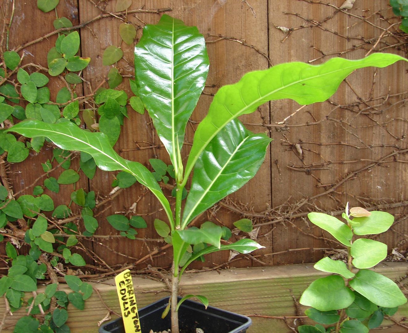 Similar Barringtonia edulis seedling offered for sale.