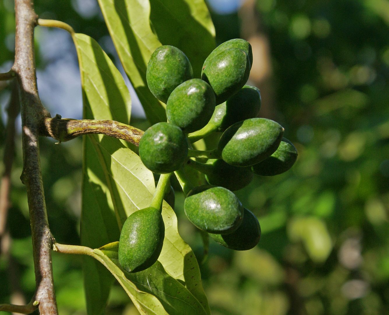 Ylang-Ylang Tree