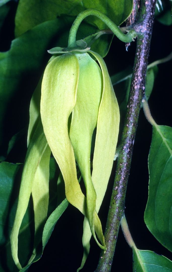 Ylang-Ylang Tree