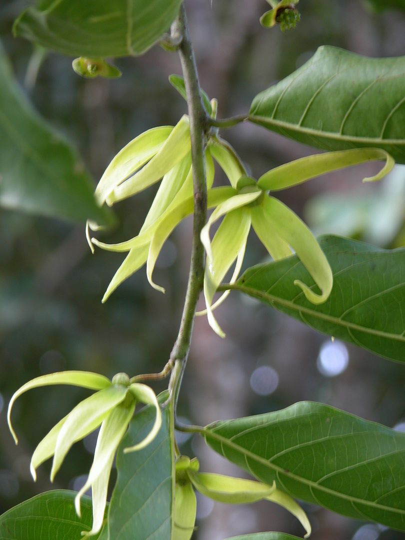 Ylang-Ylang Tree