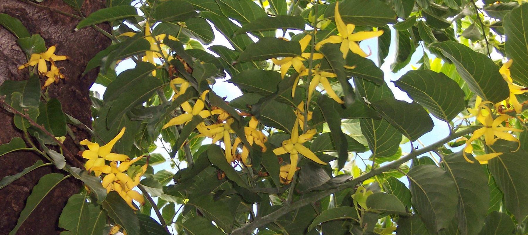 Ylang-Ylang Tree