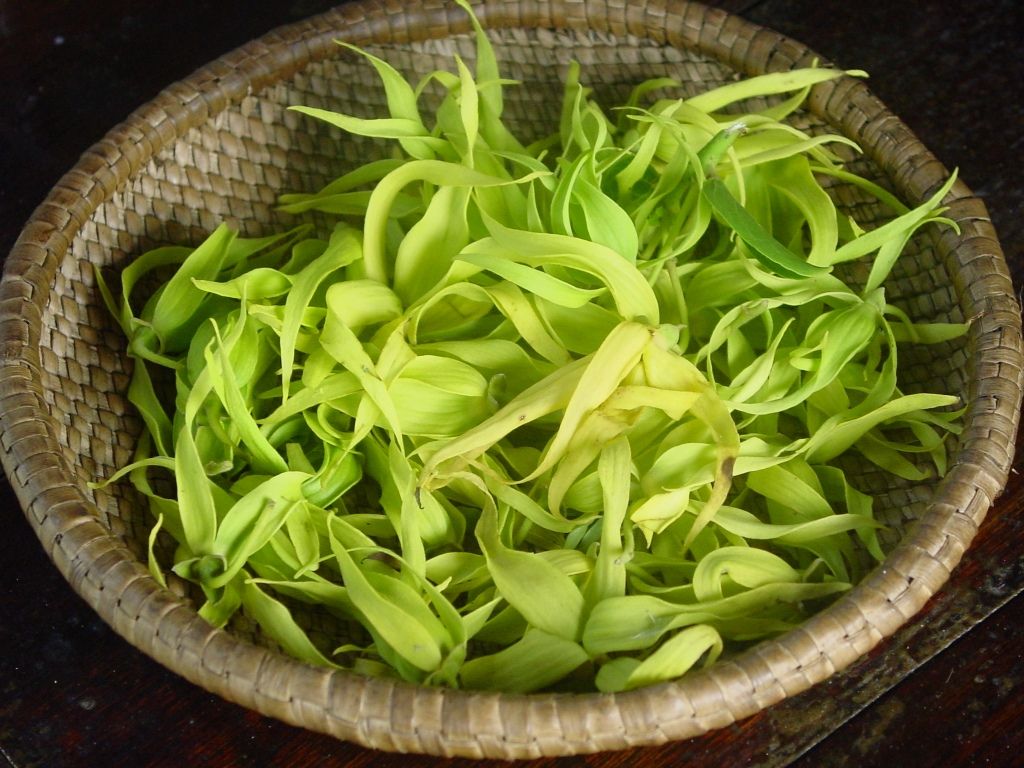 Ylang-Ylang Tree