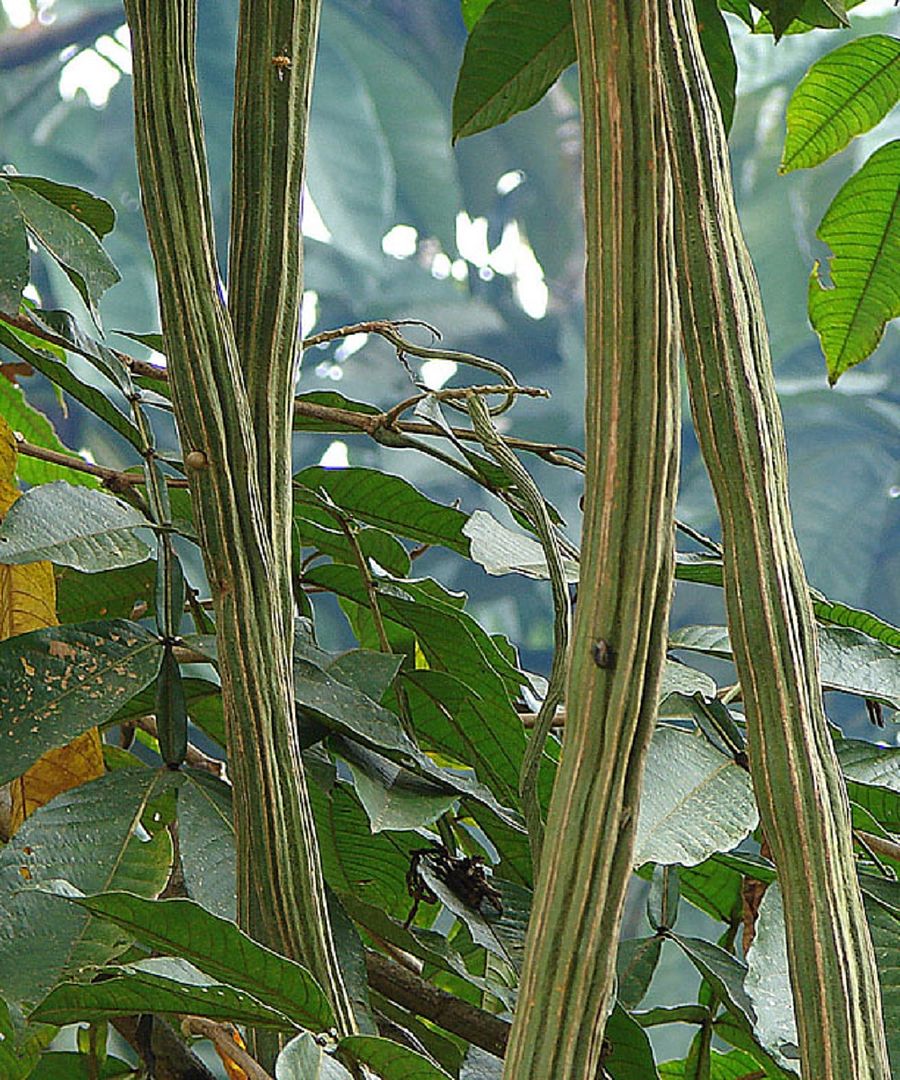 Ice Cream Bean, Monkey Tamarind (Inga edulis)