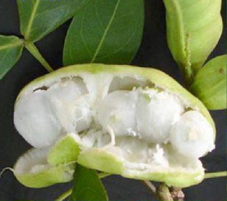 Ice Cream Bean, Monkey Tamarind (Inga edulis)