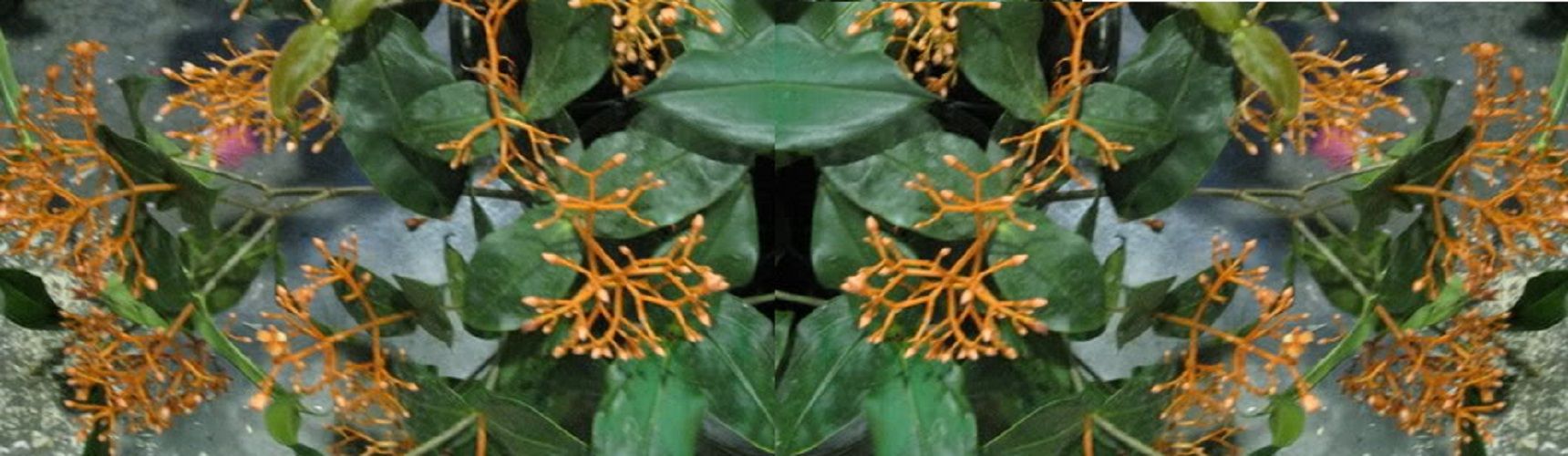 Medinilla alata  ~Lalique~  Chadielier Plant