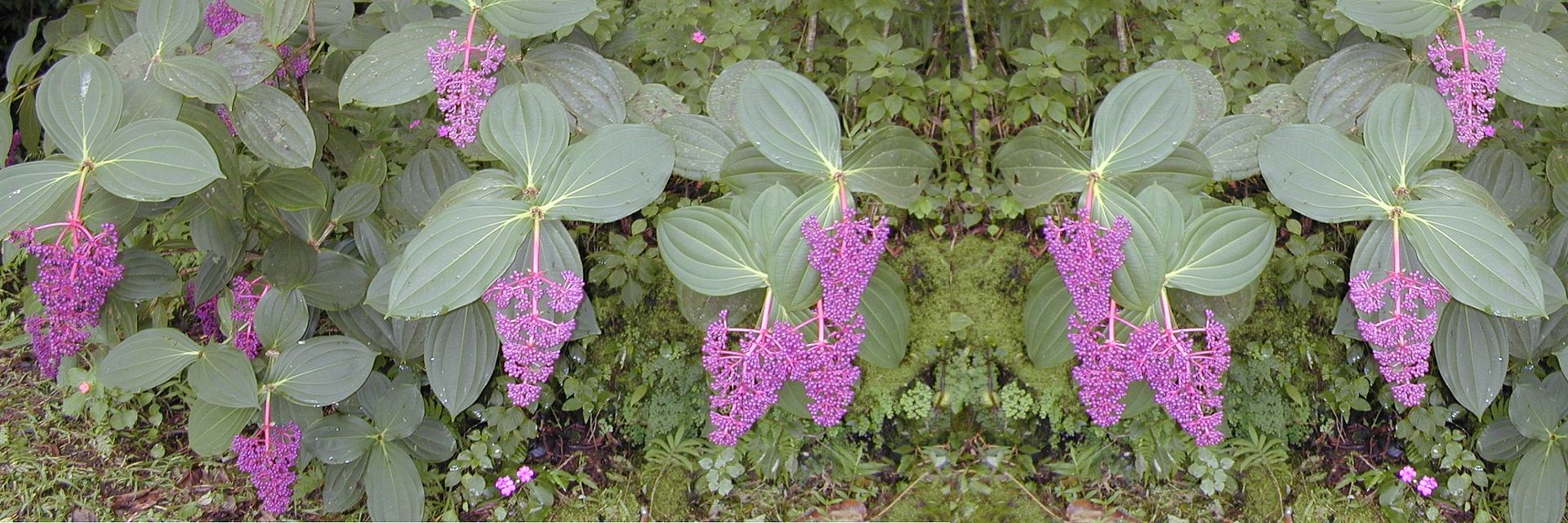 Medinilla alata  ~Lalique~  Chadielier Plant