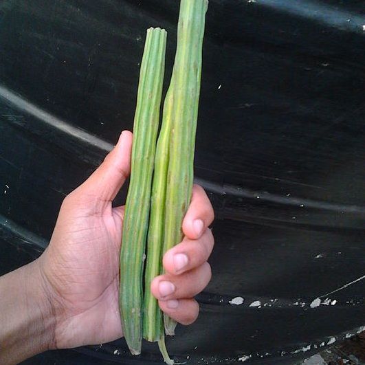 Horseradish Tree
Moringa oleifera