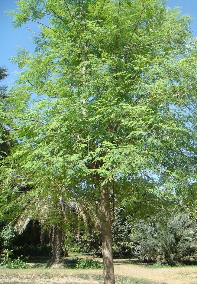 Horseradish Tree
Moringa oleifera