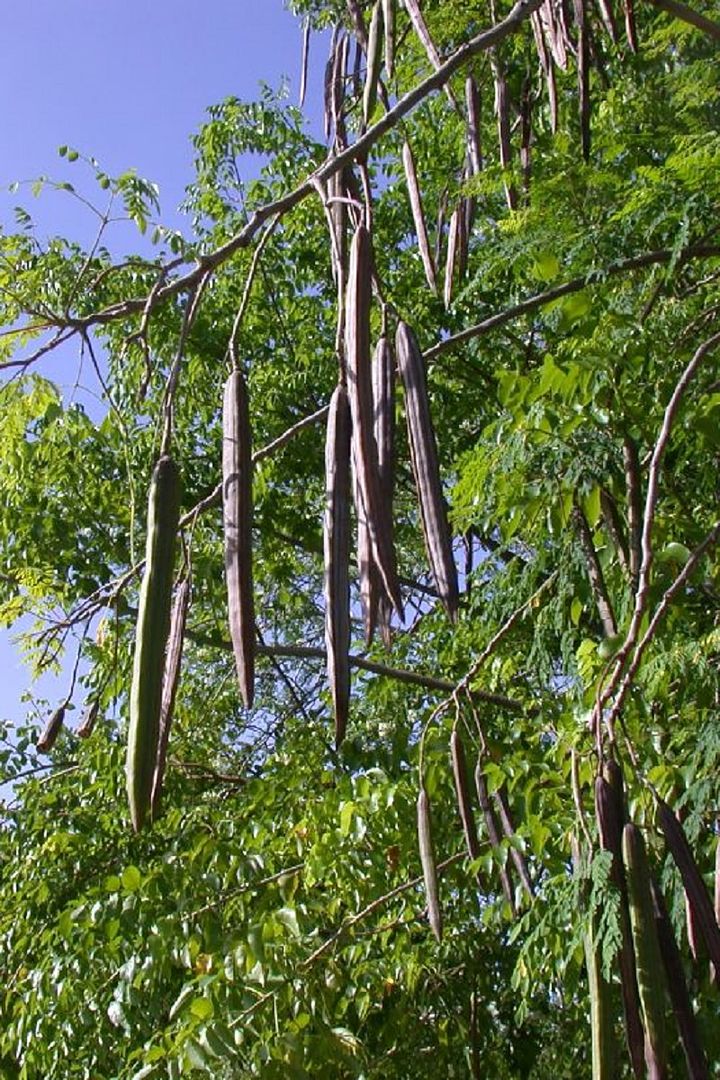 Horseradish Tree
Moringa oleifera