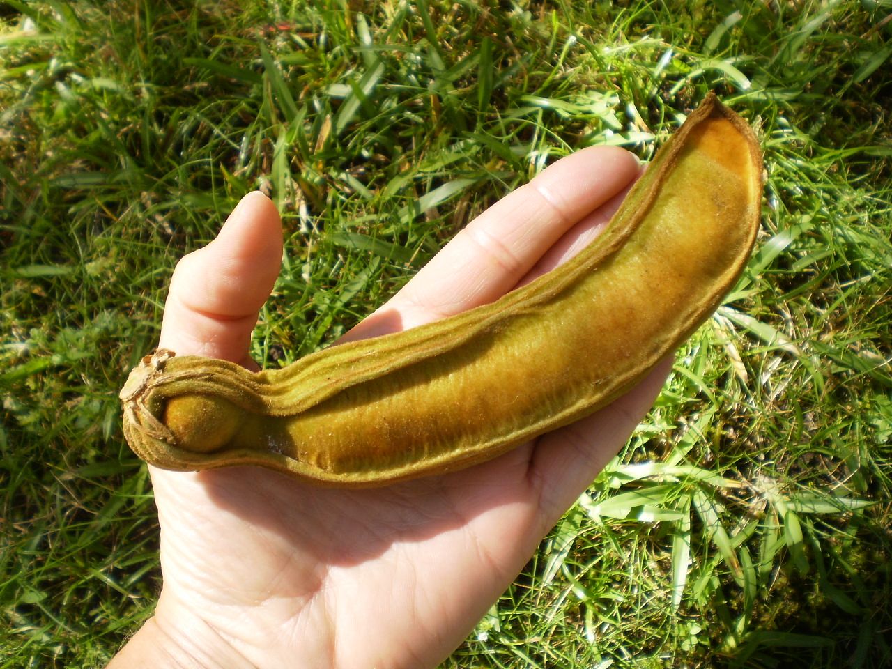 Ice Cream Bean, Monkey Tamarind (Inga edulis)