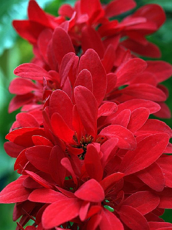 Warszewiczia coccinea 'Macaw's Tail'