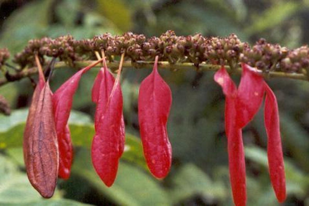 Warszewiczia coccinea 'Macaw's Tail'